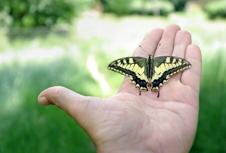 Butterfly sitting on the hand. beautiful bright butterfly machaonの写真素材