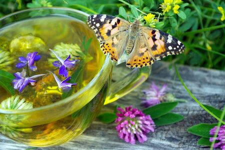 A cup of herbal tea and medicinal herbs on a wooden table. butterfly painted lady sitting on a cup of herbal tea. cold and flu remedy.の写真素材