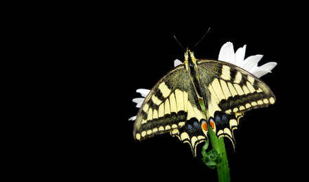 Beautiful butterfly sitting on a flower isolated on black. Colorful butterfly sitting on a daisy....