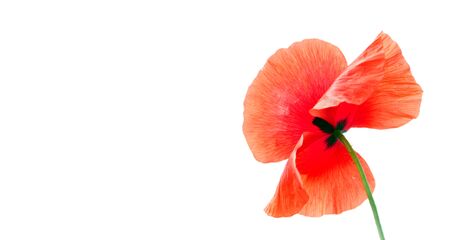 red poppy flower isolated on white. copy spacesの写真素材