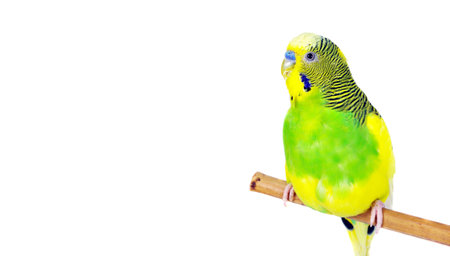 budgerigars isolated on white background. wavy parrot close up. copy spaces
