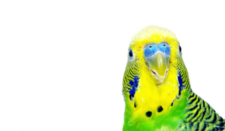 budgerigars isolated on white background. wavy parrot close up. copy spaces