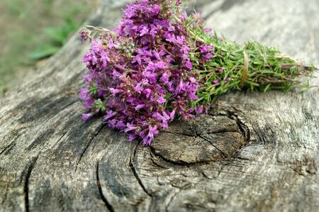 medicinal herbs. fresh thyme on a wooden table. cold and flu remedyの写真素材