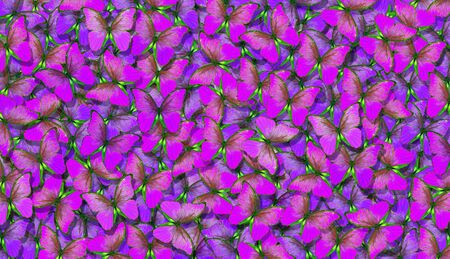 Soft purple natural textural background. Wings of a butterfly Morpho. Flight of bright butterflies abstract background.の写真素材