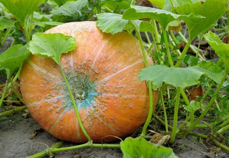 ripe pumpkin in the garden.の写真素材
