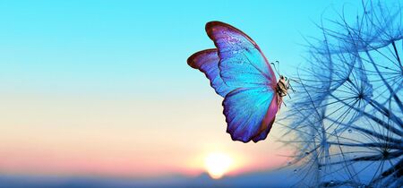 Natural pastel background. Morpho butterfly and dandelion. Seeds of a dandelion flower in droplets of dew on a background of sunrise. Soft focus. Copy spaces.の写真素材
