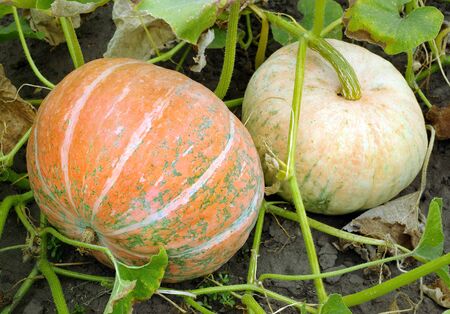 ripe pumpkins in the garden.の写真素材