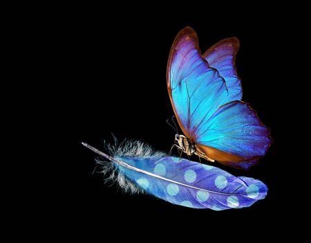 Lightness and weightlessness. Morpho blue beautiful butterfly on a blue bird feather. Bird feather isolated on black.の写真素材