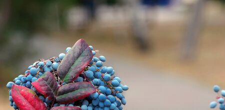 Colorful colors of autumn. Blue berries and red autumn leaves. Autumn backgroundの写真素材