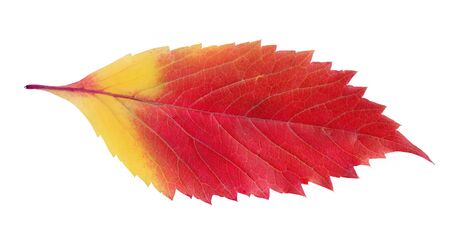 bright red autumn leaf isolated on whiteの写真素材