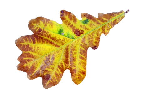 autumn oak leaf isolated on white