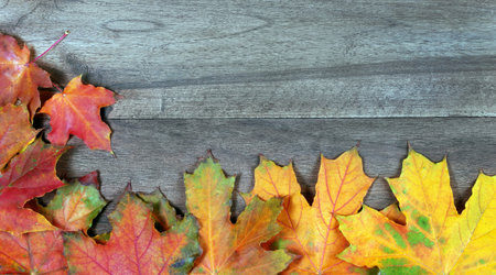 colorful maple leaves on a wooden table. copy spaces