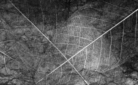 abstract background of autumn leaves. transparent leaves black and white.の写真素材