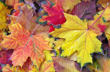 bright colorful autumn maple leaves texture background. top viewの写真素材