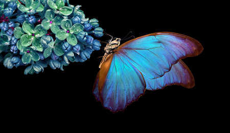 Beautiful blue morpho butterfly on a flower on a black background. lilac flower in dew drops...