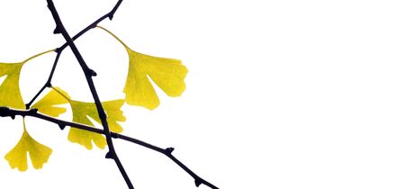 yellow Ginkgo biloba leaves on tree branches in autumn on a white. copy spacesの写真素材