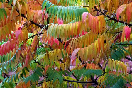 Bright colorful autumn trees. Colorful autumn leavesの写真素材