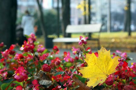 City autumn landscape. Autumn in the city park. Yellow fallen maple leaf in the park.の写真素材