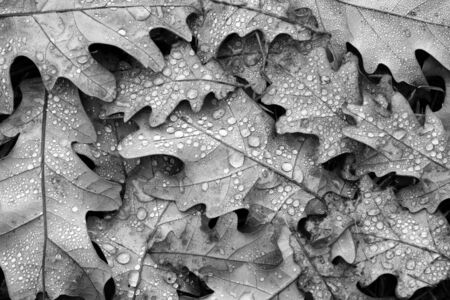 fallen oak leaves in drops of water black and white. autumn fallen leaves texture backgroundの写真素材
