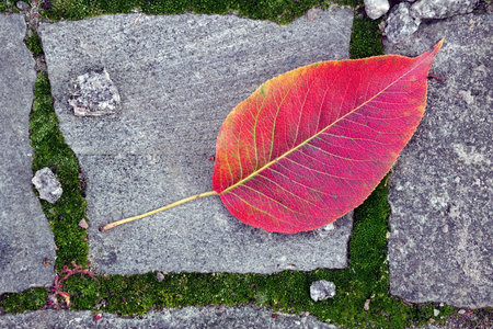 bright red autumn leaf on the sidewalk. stone overgrown with moss. fallen sakura leaf