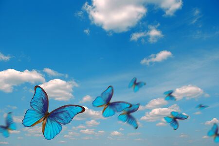 bright butterflies flying in the blue sky with clouds. flying blue butterflies. morpho butterflies.の写真素材