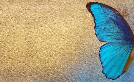 Bright tropical morpho butterfly. Blue and golden texture background. blue and gold colored paperの写真素材