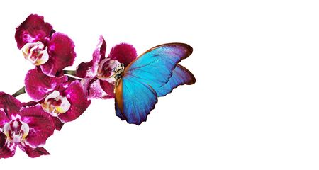 colorful flying butterflies. tropical nature. bright blue tropical morpho butterflies on colorful orchid flowers isolated on white. beautiful colorful orchids. copy spacesの写真素材