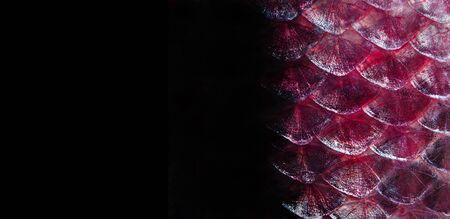 Scales fish texture background. Close-up. Natural purple background. selective focus. copy spacesの写真素材