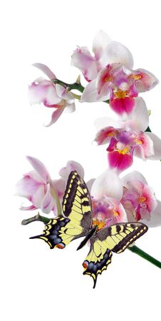tropical nature. bright swallowtail butterfly on colorful orchid flowers isolated on white. orchid flowers close-up. beautiful colorful orchids. tropical flowersの写真素材