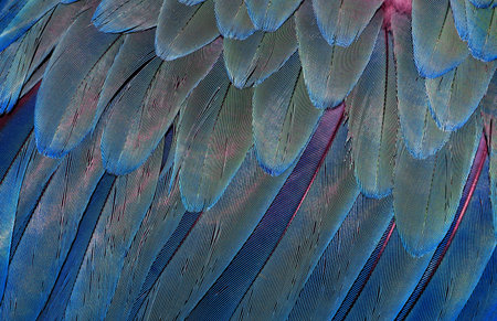 Natural abstract background. Natural pastel background. Macaw feathers pattern. Bright colorful...