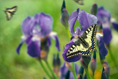 iris flowers in the garden. spring flowers. bright swallowtail butterflies on iris flowers. butterflies and flowers.の写真素材