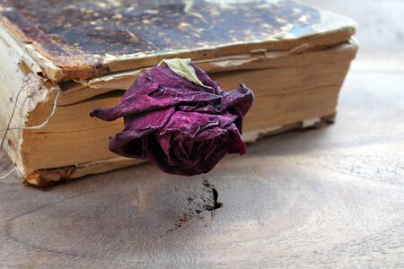 Dry rose in an old vintage book on a wooden table copy spacesの写真素材