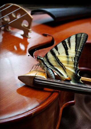 music and nature. violin and flowers. pink lilies and violin. beautiful butterfly on pink lily flowers and violin.の写真素材