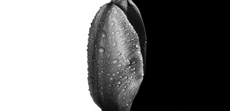 petal of tulip in drops of water black and white. close-up. copy spaceの写真素材