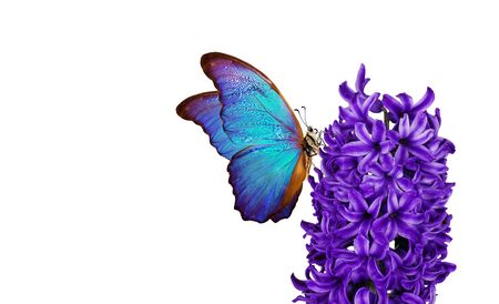 Hyacinth flower. Beautiful blue morpho butterfly on a flower on a white background. copy spaces. blue hyacinth flower and butterflyの写真素材