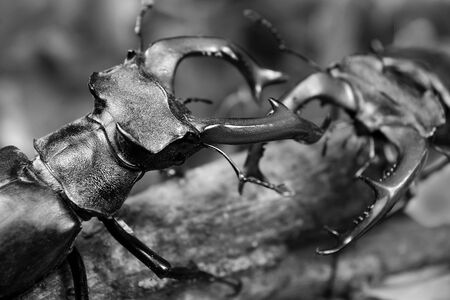stag beetles in the forest. battle of two males. duel. black and whiteの写真素材