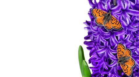 red butterflies sitting on a blue hyacinth flower. spring flowers and butterflies isolated on a whiteの写真素材