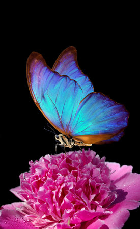 blue morpho butterfly on peony flower. closeup. pink peony and butterfly on a black backgroundの写真素材