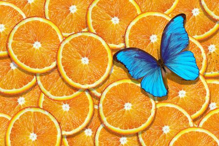 Sliced orange texture background. Natural orange background. Bright summer background. Morpho butterfly on a background of fresh tropical citrus fruits.の写真素材