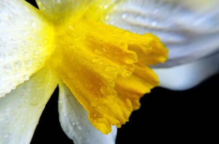 spring flowers. daffodil flower in drops of water close up. bright daffodil on black. copy spaceの写真素材