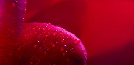 natural red background. tulip petals in drops of water. close up. copy spaceの写真素材
