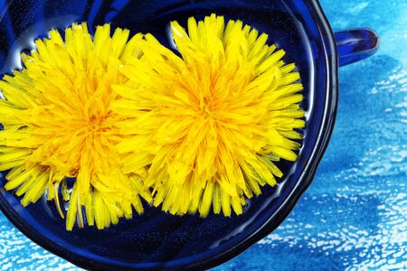 yellow dandelion flowers in a blue cup. dandelion tea. yellow blue natural backgroundの写真素材