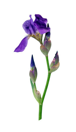blue iris flower isolated on whiteの写真素材