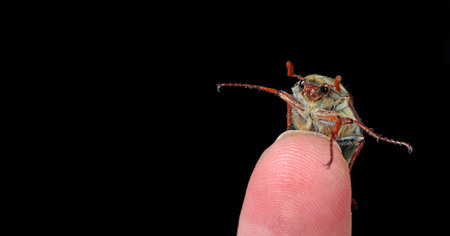 chafer sitting on a finger isolated on black background. copy space