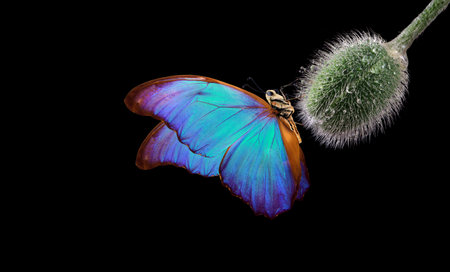 colorful morpho butterfly on a poppy bud in drops of water. poppy bud close-up. butterfly on a...