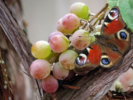 bright colorful peacock butterfly on a bunch of ripe grapesの写真素材