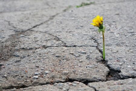 the triumph of life. dandelion in the crack of asphalt. selective focus. copy spaceの写真素材