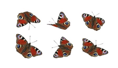 set of bright red peacock butterflies in flight isolated on whiteの写真素材