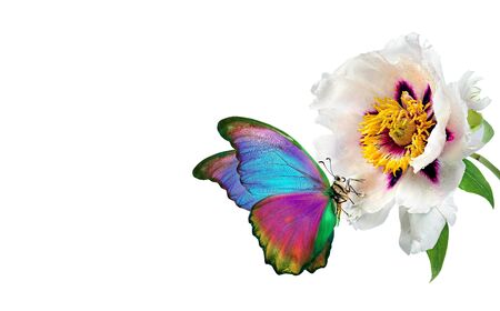 Colorful tropical morpho butterfly on a white peony flower in drops of water isolated on white. copy spaceの写真素材