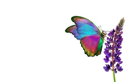 bright colorful morpho butterflies on lupine flowers isolated on white. copy spaceの写真素材